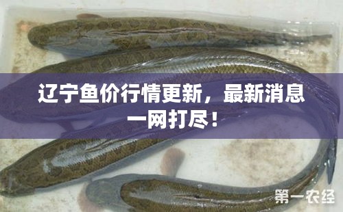 辽宁鱼价行情更新，最新消息一网打尽！