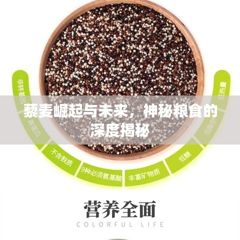 藜麦崛起与未来，神秘粮食的深度揭秘
